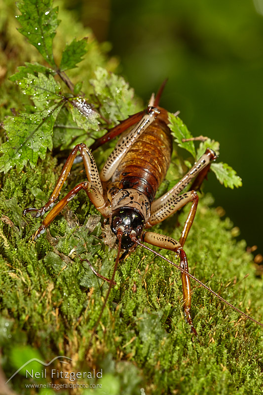 Hemideina-thoracica-27667.jpg