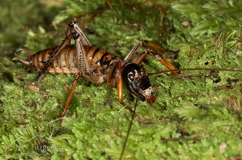 Hemideina-thoracica_7124.jpg