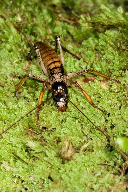 Hemideina-thoracica_7125.jpg