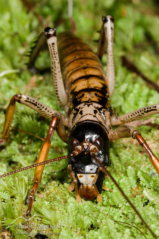 Hemideina-thoracica_7127.jpg