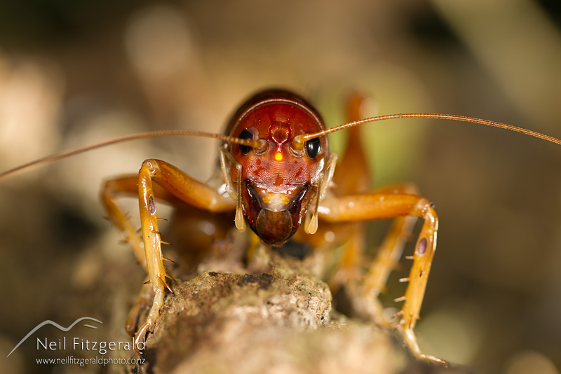 Motuweta-isolata_14888.jpg
