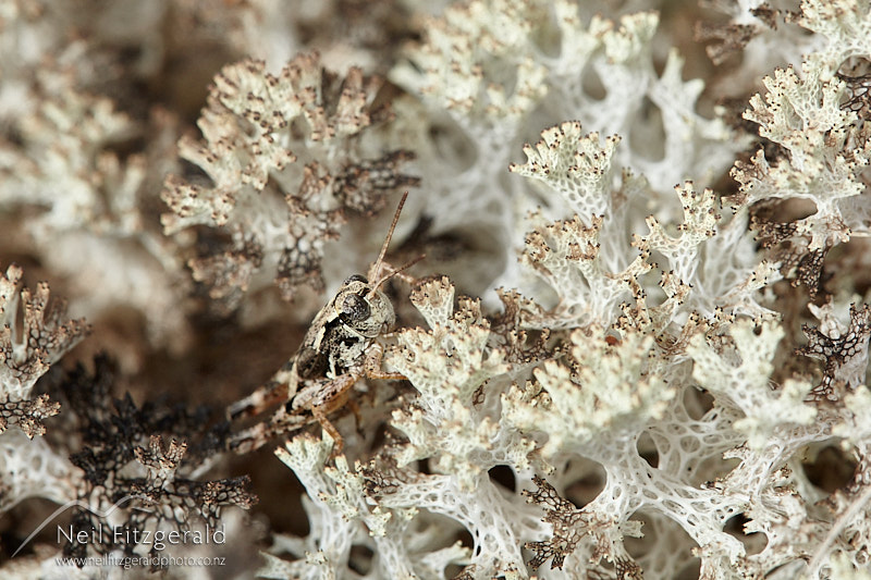 Phaulacridium-marginale-27469.jpg