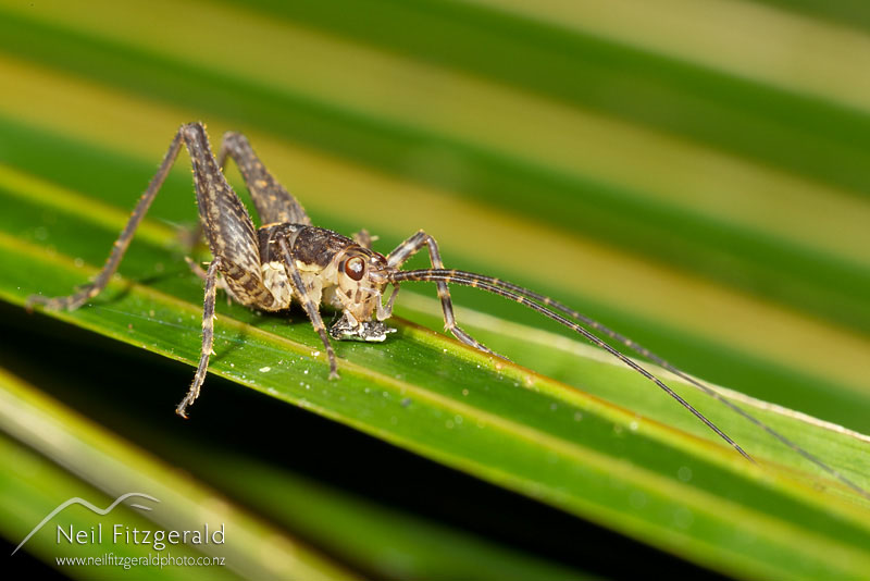 cave-weta_13845.jpg