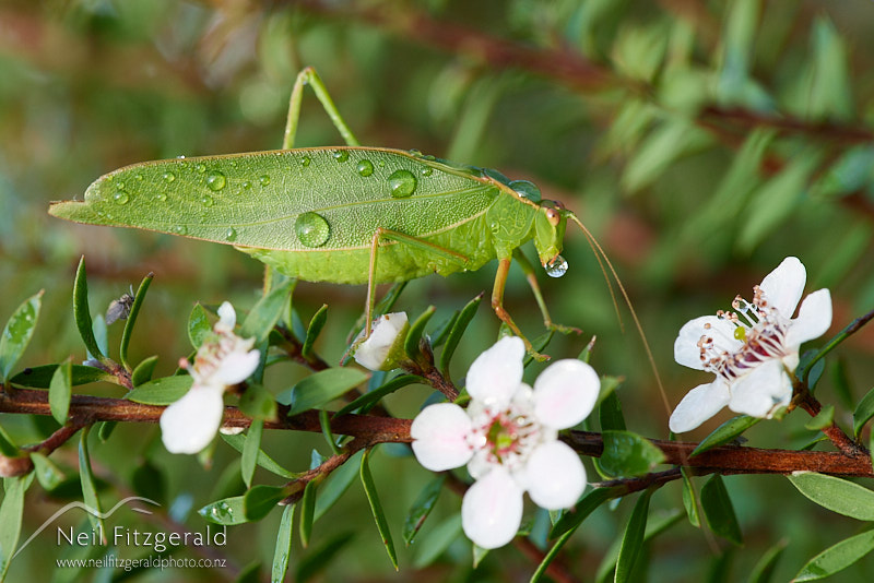 katydid-26166.jpg