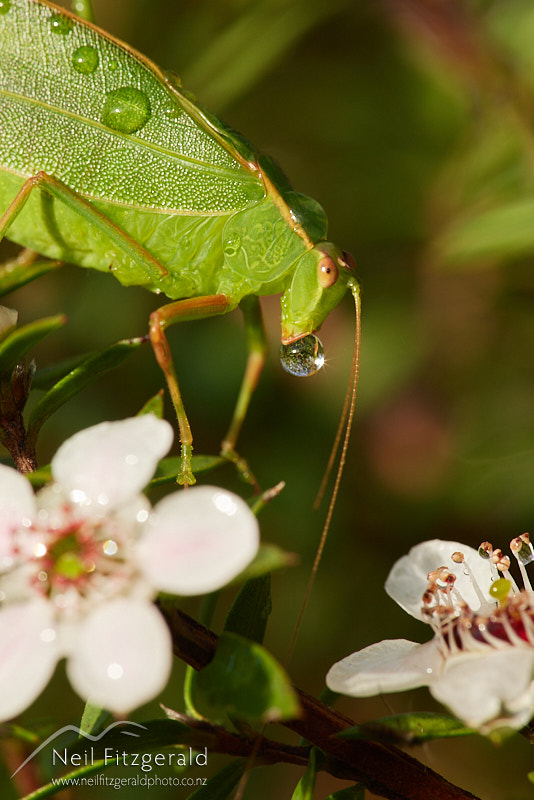 katydid-26171.jpg