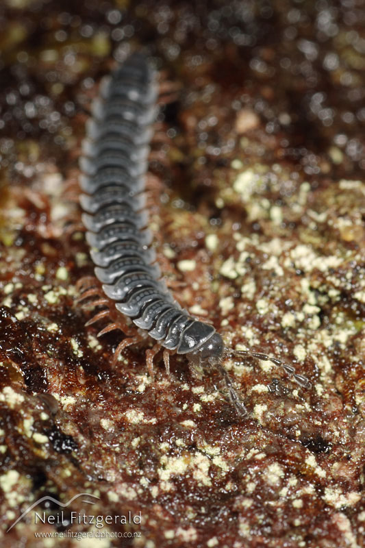 Millipede_3301.jpg