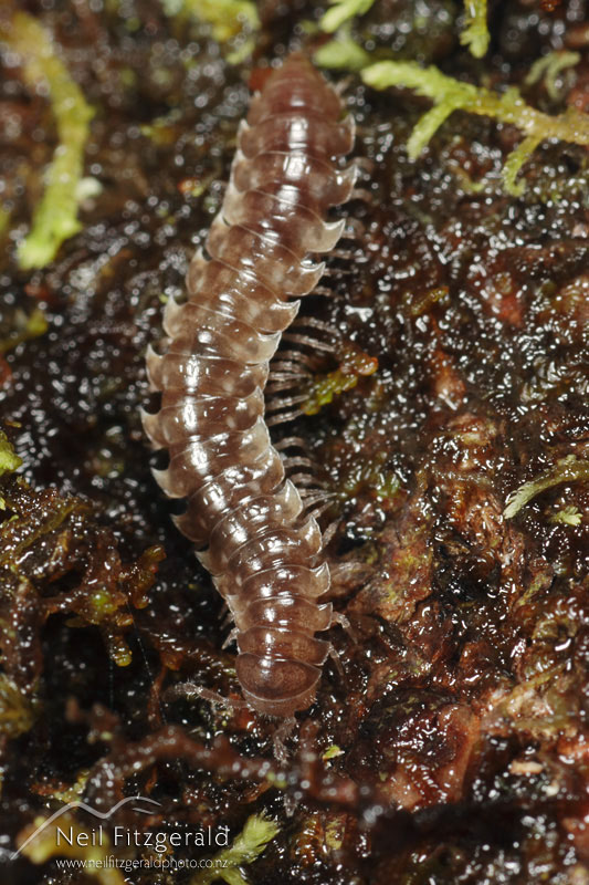 Millipede_3305.jpg