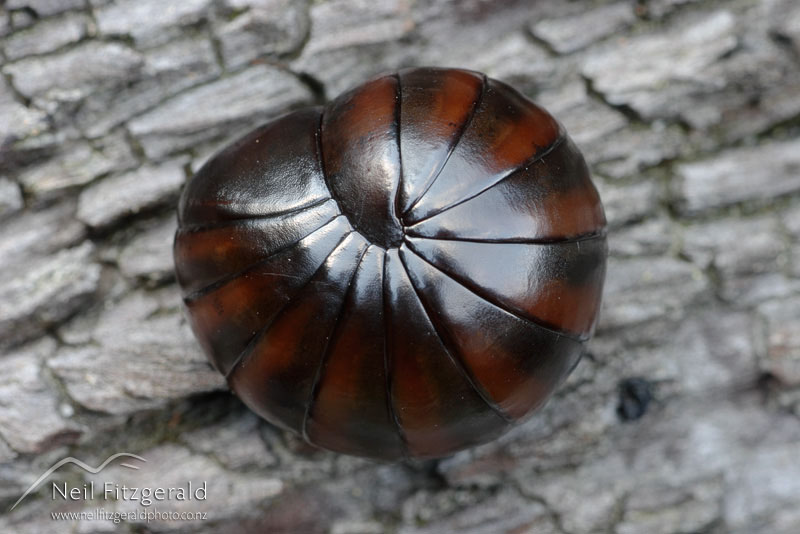 Procyliosoma-striolatum_3124.jpg