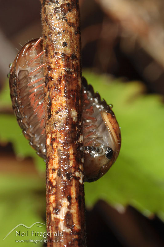 Procyliosoma_2403.jpg