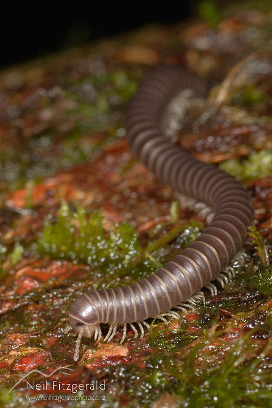 millipede_3752.jpg