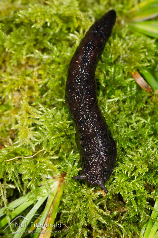 Athoracophoridae-25298.jpg