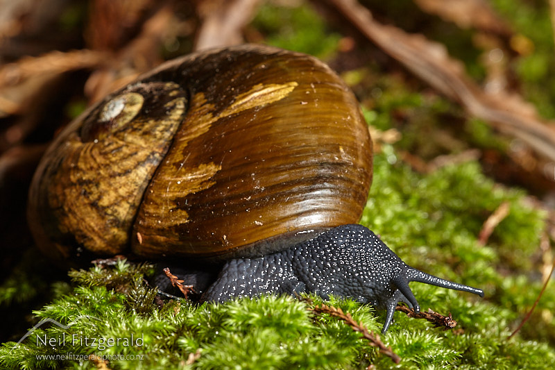Paryphanta-busbyi_14698.jpg