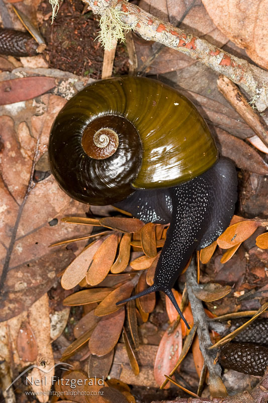 Paryphanta-busbyi_8595.jpg