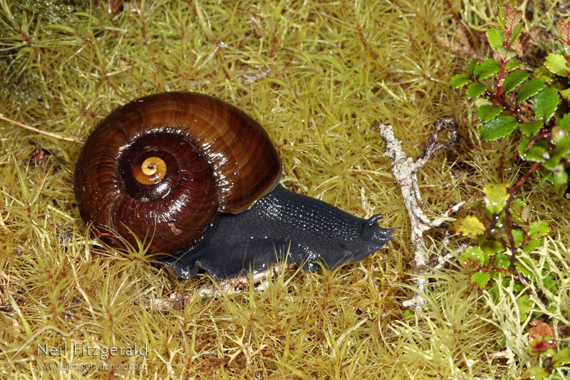 Powelliphanta-Urewera_2082.jpg