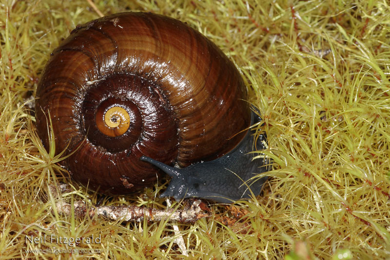 Powelliphanta-Urewera_2090.jpg