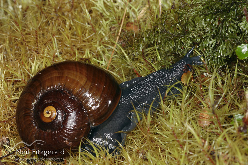 Powelliphanta-Urewera_2094.jpg