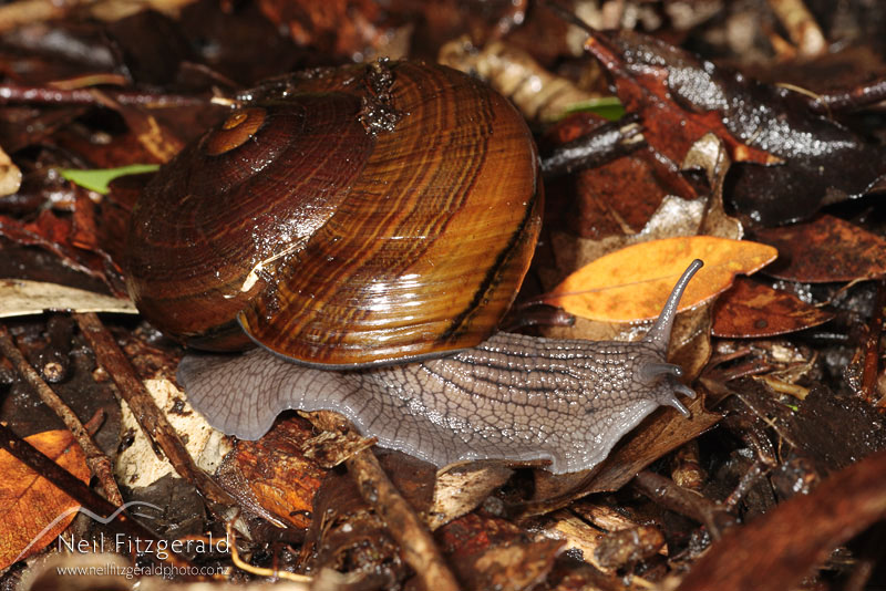 Powelliphanta-gilliesi-aurea_2410.jpg