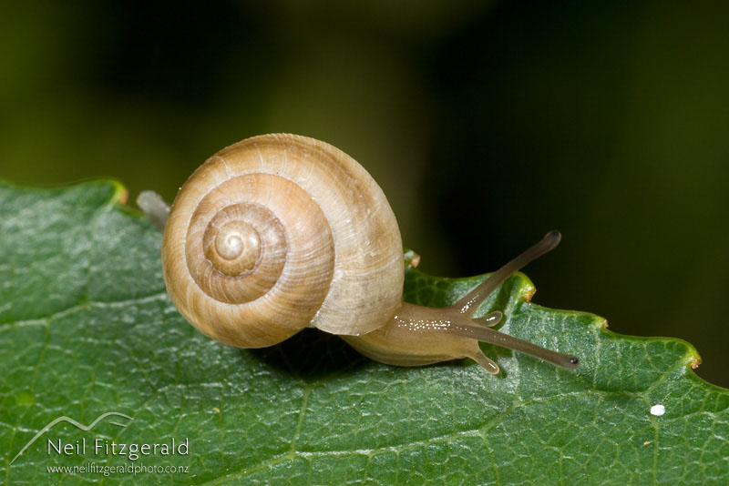 Snail_1368.jpg