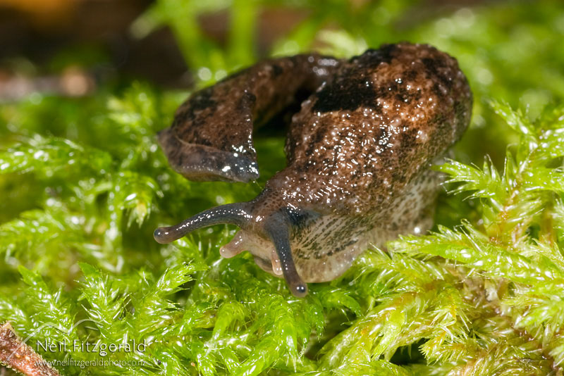 slug_3781.jpg