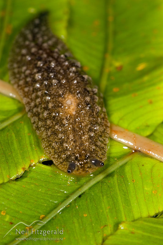 slug_6078.jpg