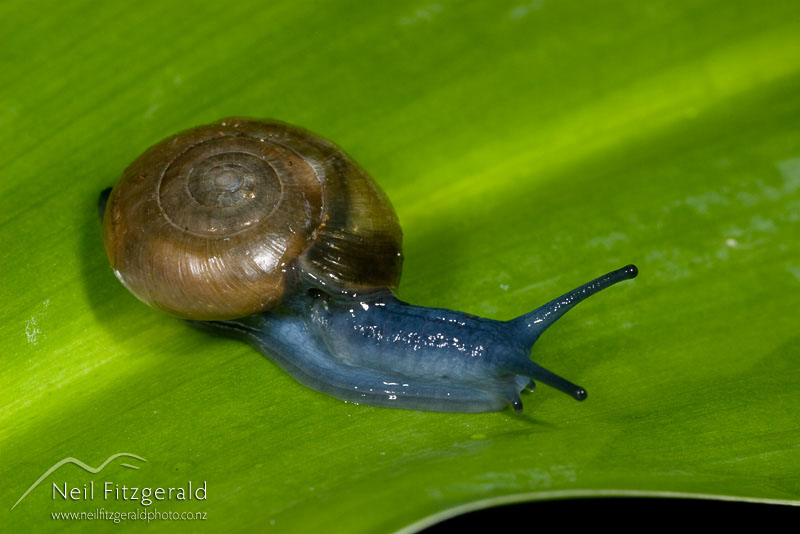 snail_3542.jpg