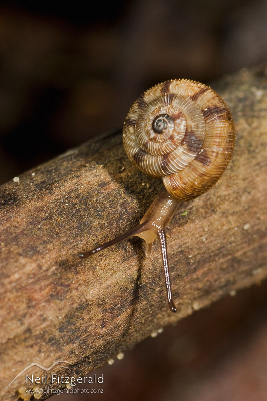 snail_3704.jpg