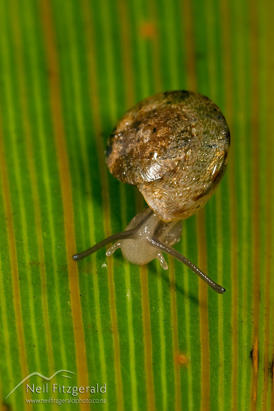 snail_3774.jpg