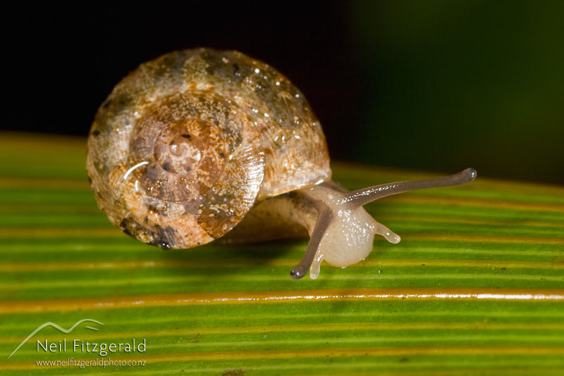snail_3776.jpg