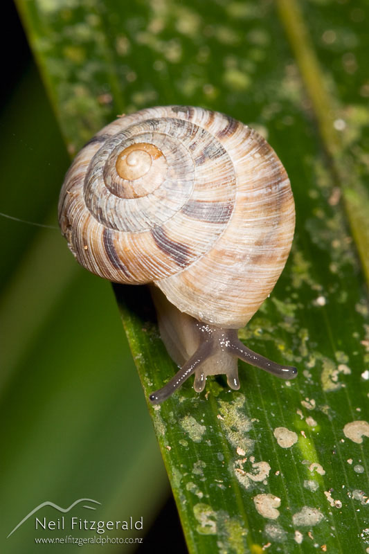 snail_7134.jpg