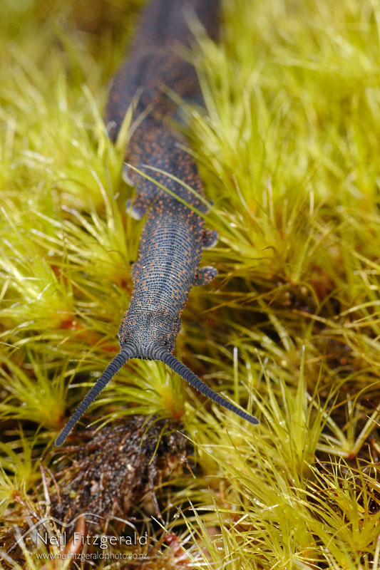 Peripatoides-novaezealandiae_3330.jpg