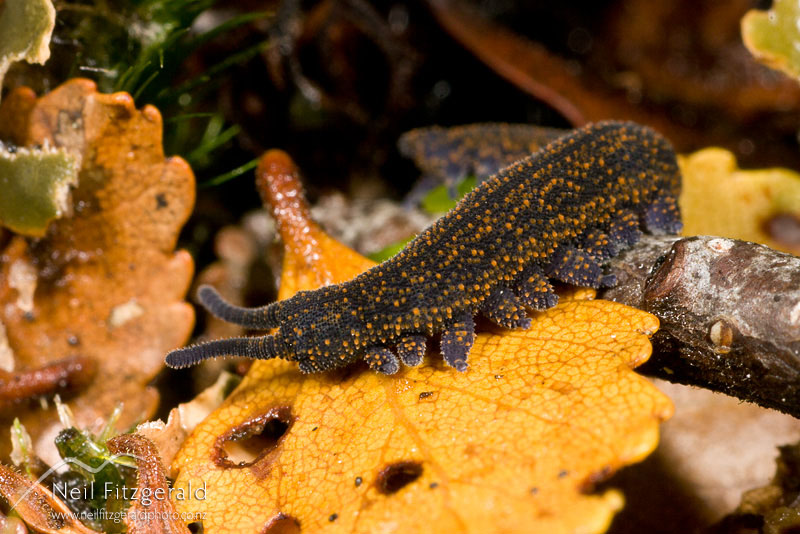 Peripatoides-novaezealandiae_3826.jpg