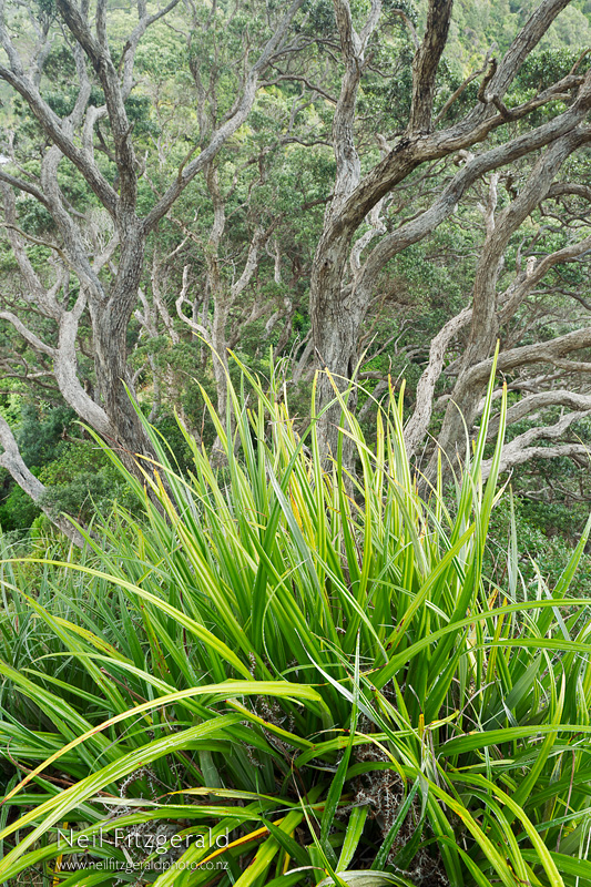 Astelia-banksii_20584.jpg