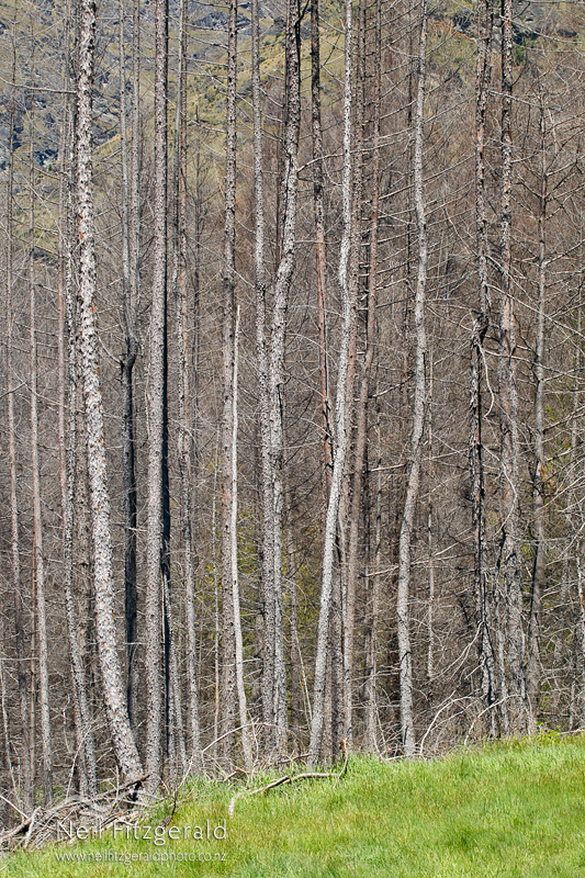 Bunt-25438.jpg