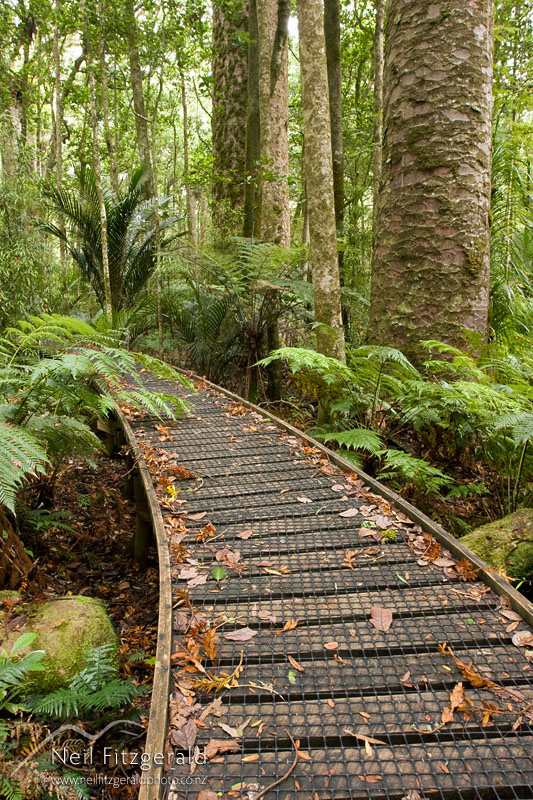 Kauri-forest_8604.jpg