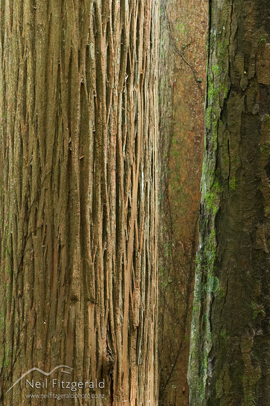 Podocarpus-totara_7751.jpg