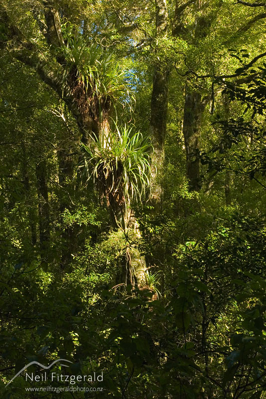 Rotoehu-forest_4612.jpg