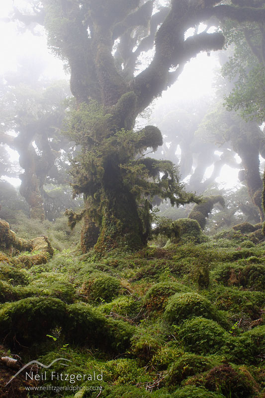 Silver-beech-forest_2064.jpg