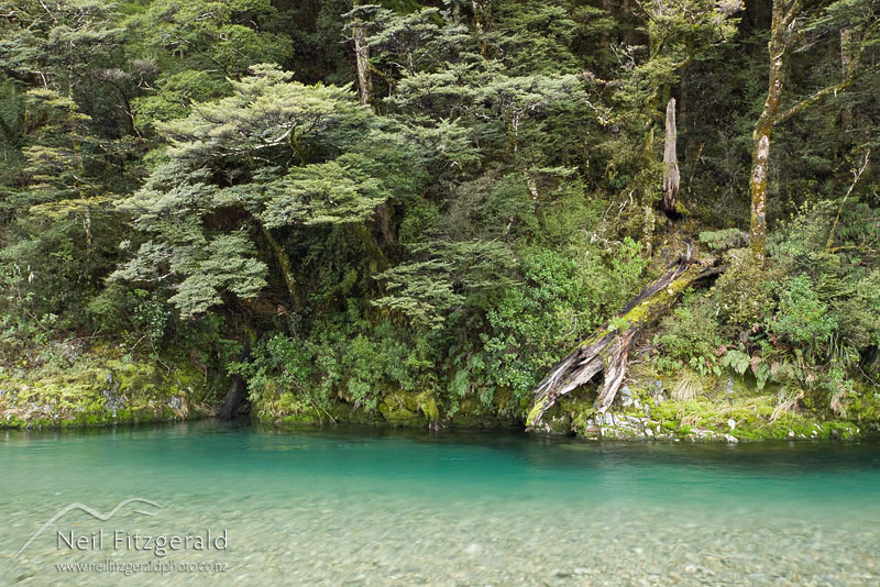 Waipakihi_11527.jpg