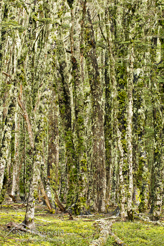 mountain-beech-24661.jpg