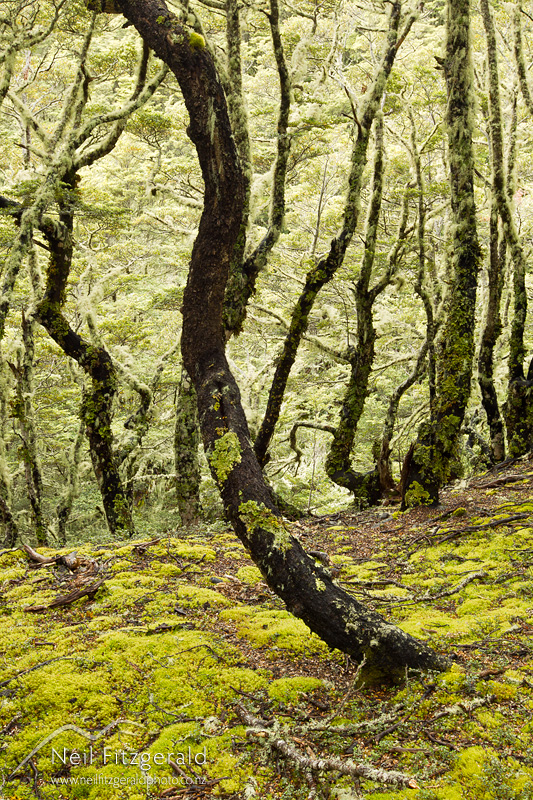 mountain-beech-24669.jpg
