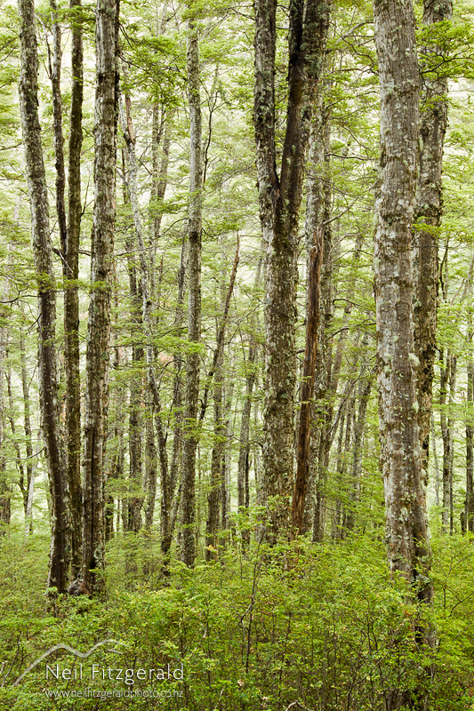 mountain-beech-forest-24576.jpg
