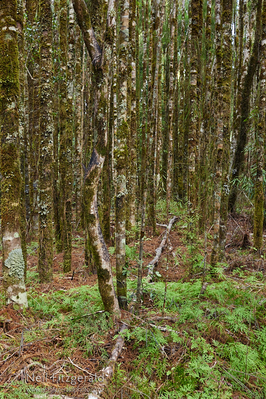 podocarp-saplings-27266.jpg