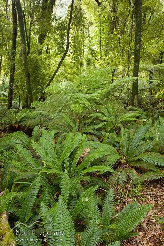 tawa-forest_8852.jpg
