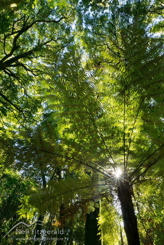 temperate-rainforest-20054.jpg