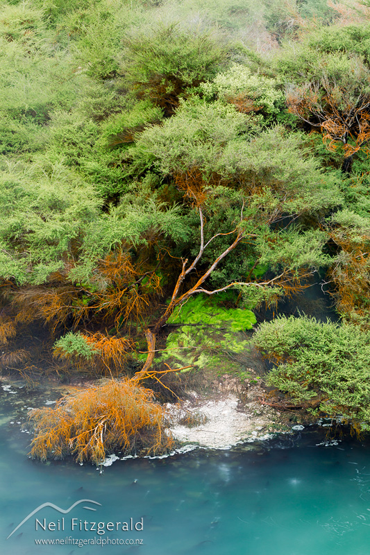 Waimungu_20684.jpg