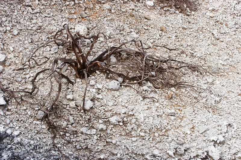 kanuka-skeleton_7732.jpg