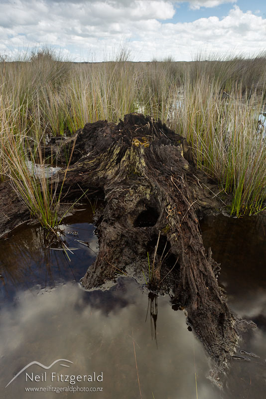 Lake-Ohia_14192.jpg
