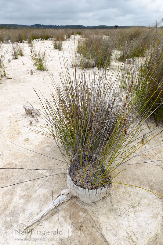 Lake-Ohia_14308.jpg