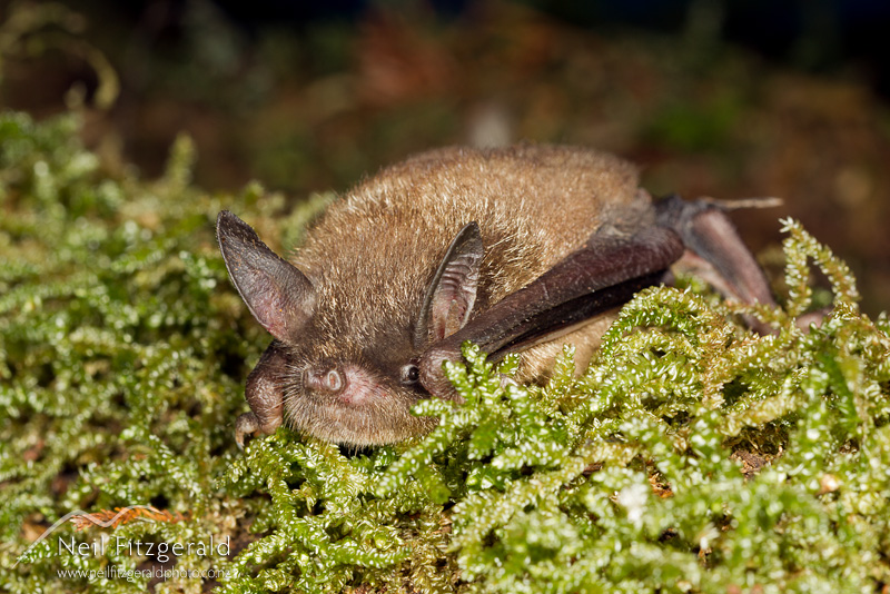 Mystacina-tuberculata-19786.jpg