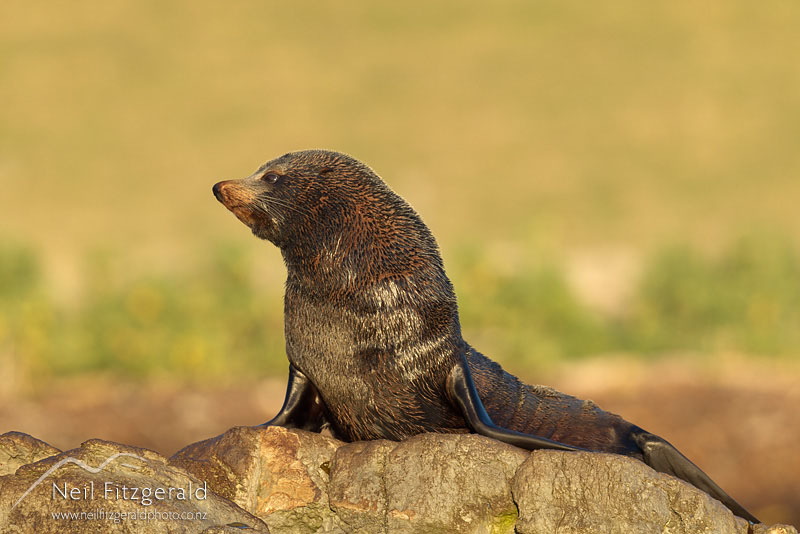 Arctocephalus-forsteri-15943.jpg